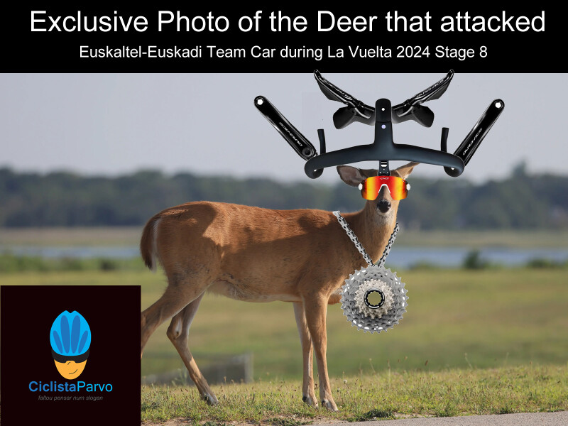 Exclusive Photo of the Deer that attacked Euskaltel-Euskadi Team Car during La Vuelta 2024 Stage 8